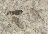 Double Fossil March Fly (Plecia) - Green River Formation #47164-1